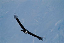 Young Andean condor soaring {Vultur gryphus} Peru.