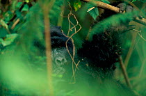 Mountain gorilla in rainforest {Gorilla beringei} Virunga NP. DR Congo