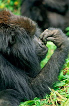 Mountain gorilla in rainforest {Gorilla beringei} Virunga NP. DR Congo