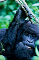 Mountain gorilla picking at teeth {Gorilla beringei} Virunga NP, DR Congo