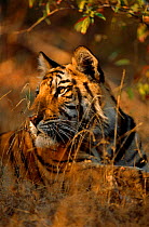 Bengal tiger portrait {Panthera tigris tigris} Kanha NP, India