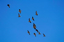 Flock of Emperor geese in flight {Chen canagica} Chukotka, Siberia, Russia.