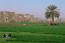 Agricultural / livestock grazing land in suburbs of Cairo, Egypt, North Africa