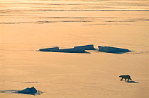 Polar bear {Ursus maritimus} on pack ice, Churchill, Canada.