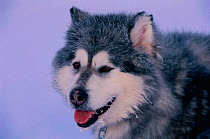 Husky dog {Canis familiaris} Svalbard, Norway.