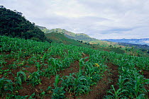 Maize crop fields bordering forest of Mount Kilum, Cameroon, 1997