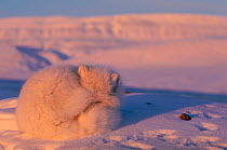 Arctic fox curled up resting {Alopes lagopus} Ellesmere Island, Canada.