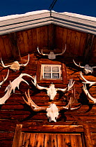 Moose antlers hung on outside of wooden house, Sweden.
