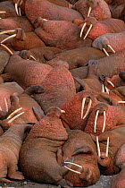 Walruses hauled out {Odobenus rosmarus} Siberia, Russia.