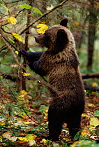 Brown bear standing on back legs to feed {Ursus arctos} Tver district, Russia.
