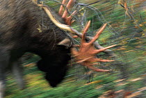 Moose rubbing velvet off anterls against tree {Alces alces} Sarek NP, Sweden.