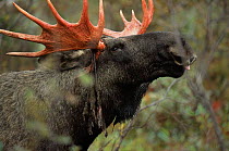 Moose bull rubbing velvet off antlers {Alces alces} Sarek NP, Sweden.