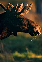 Moose in velvet {Alces alces} Sarek NP, Sweden. Head profile protrait