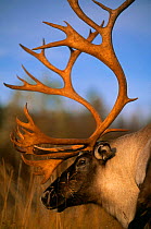 Reindeer / Caribou portrait {Rangifer tarandus}