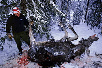 Moose {Alces alces} killed by hunters, Sweden.