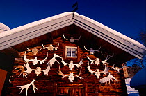 Moose aantler trophies on outside of house, Sweden.
