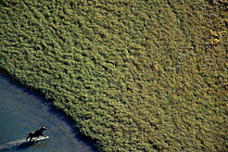 Aerial of Moose crossing water {Alces alces} Sarek NP, Sweden.