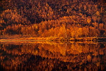 Autumn woodland reflected in water, Ammarnis, Visterbotten, Sweden.