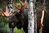 Moose rubbing against tree to shed velvet {Alces alces} Sarek NP, Sweden.