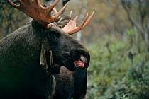 Moose bull shedding velvet {Alces alces} Sarek NP, Sweden