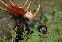 Moose bull {Alces alces} Sarek NP, Sweden.