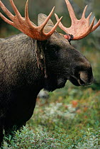 Moose bull {Alces alces} Sarek NP, Sweden