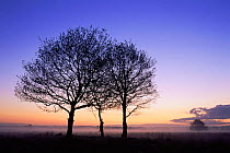 Silhouette of trees at sunrise, Kalmthoutse Heide nature reserve, Belgium
