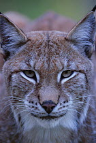 RF- Lynx head portrait (Lynx Lynx) head portrait, captive. Sweden. (This image may be licensed either as rights managed or royalty free.)
