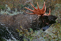 Moose bull bathing {Alces alces} Sweden.