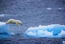 Polar bear leaping from ice floe to ice floe {Ursus maritimus} Greenland.