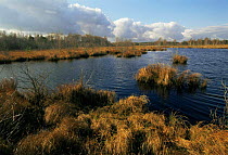Wetlands habitat landscape in autumn, Poleski NP, Poland