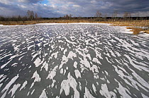 Frozen lake in winter, Poleski NP, Poland