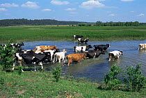 Domestic grazing cattle crossing marsh in summer, Podlaski NP, Poland