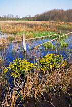 Flowering marshland habitat in spring, Podlaski NP, Poland