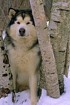 Alaskan malamute dog (Canis familiaris) USA