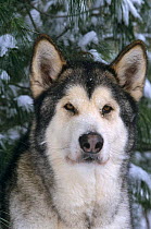 Alaskan malamute dog portrait (Canis familiaris) USA