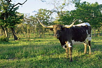 Texas longhorn cow {Bos taurus} USA