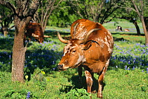 Texas longhorn cow (Bos taurus) USA