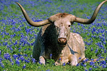 Texas longhorn cow (Bos taurus) USA