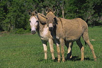Two Domestic donkeys {Equus asinus} Texas, US