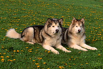 Two Alaskan malamute dogs {Canis familiaris} USA