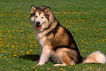 Alaskan malamute dog {Canis familiaris} USA