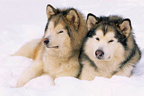 Two Alaskan malamute dogs {Canis familiaris} USA.