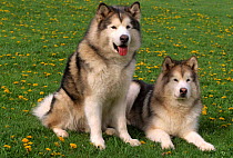 Two Alaskan malamute dogs {Canis familiaris} USA