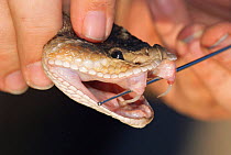 Western diamondback rattlesnake with fangs exposed {Crotalus atrox}