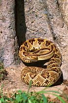 Central american rattlesnake, in defensive strike pose {Crotalus durissus durissus} captive
