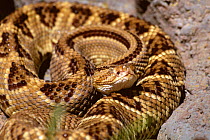 Central american rattlesnake, {Crotalus durissus durissus} captive