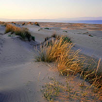 Marram grass establishing itself on shallow dunes of Marquesa beach, Delta del Ebro NP, Tarragona, Catalonia, Spain, Europe
