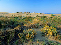 Marram grass and other plant species growing on shallow dunes of Marquesa beach, Delta del Ebro NP, Tarragona, Catalonia, Spain, Europe