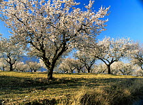 Almond orchard wth spring blossom, Lerida, Catalonia, Spain, Europe